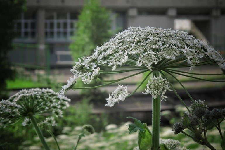 Дикорастущие растения &mdash; виды, примеры и классификация