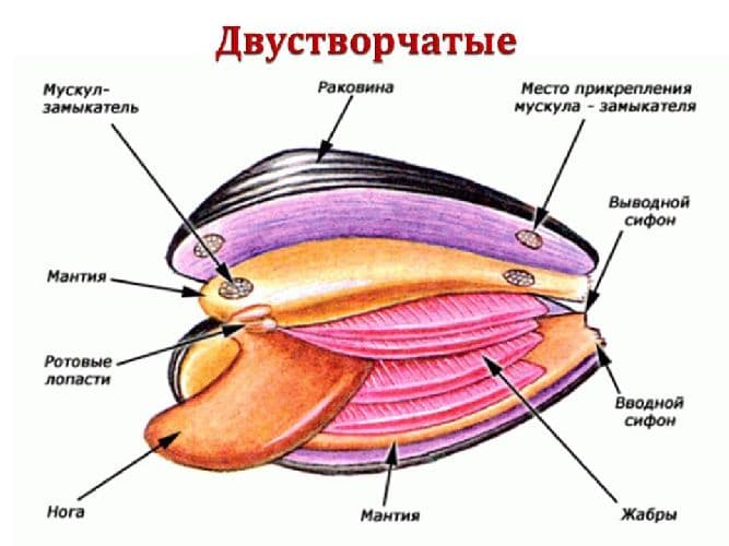 Двустворчатые моллюски &ndash; представители класса, особенности строения систем (7 класс)
