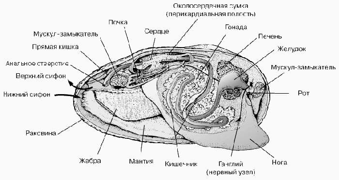 Двустворчатые моллюски &ndash; представители класса, особенности строения систем (7 класс)