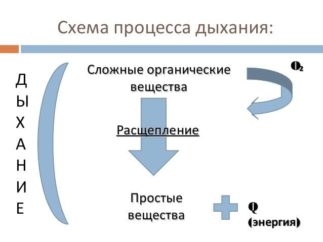 Дыхание &ndash; системы органов и газообмен (5 класс, биология)