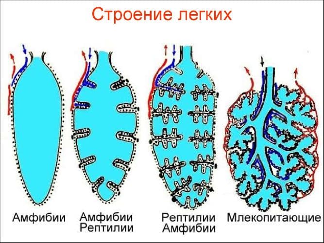 Дыхание &ndash; системы органов и газообмен (5 класс, биология)
