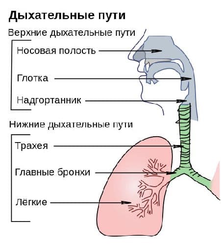 Дыхательная система млекопитающих – органы и ткани