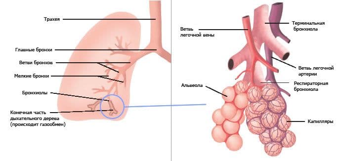 Дыхательная система млекопитающих – органы и ткани
