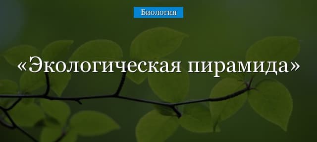 Экологическая пирамида энергии – правило и типы