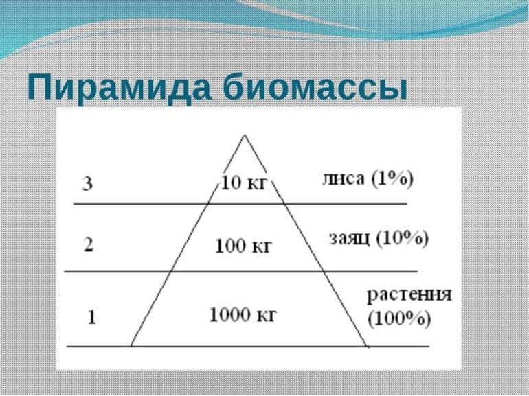 Экологическая пирамида &mdash; виды, характеристика и эффективность