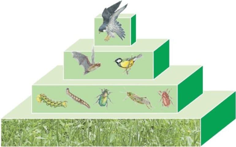 Экологическая пирамида &mdash; виды, характеристика и эффективность