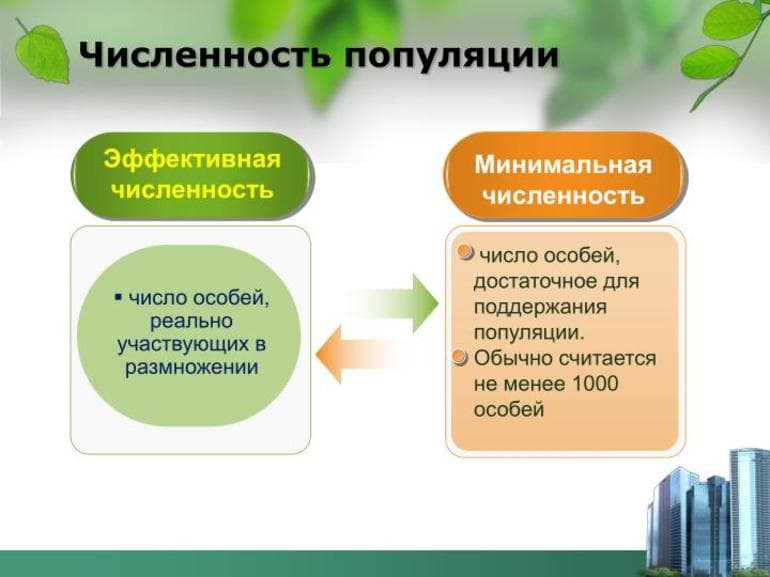 Экологическая пирамида &mdash; виды, характеристика и эффективность