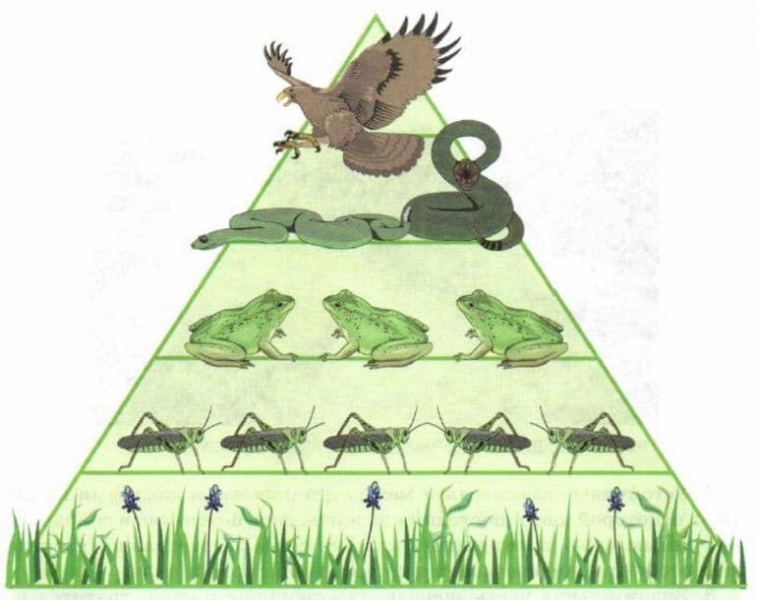 Экологическая пирамида &mdash; виды, характеристика и эффективность