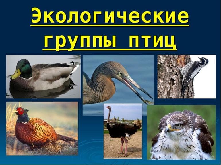 Экологические группы птиц — классификация, виды и среда обитания