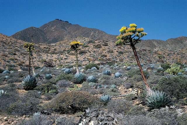 Экологические группы растений &ndash; кратко по отношению к свету и к влажности (6 класс, биология)