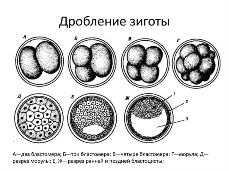 Эмбриогенез — характеристика основных стадий и периодов