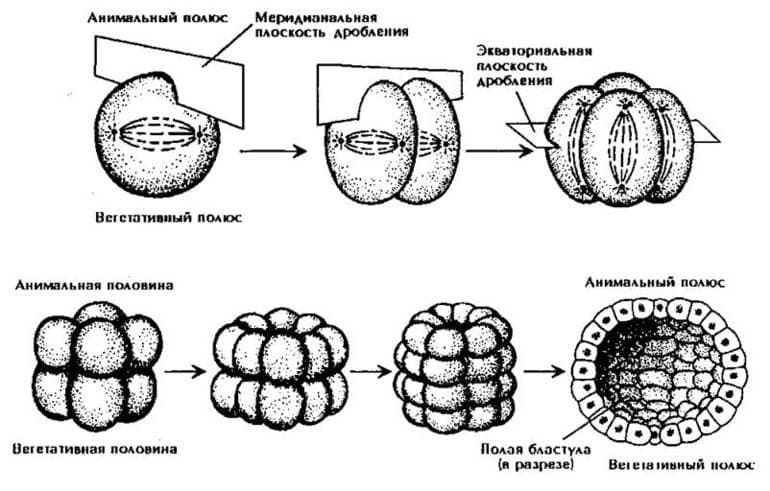 Эмбриогенез — характеристика основных стадий и периодов