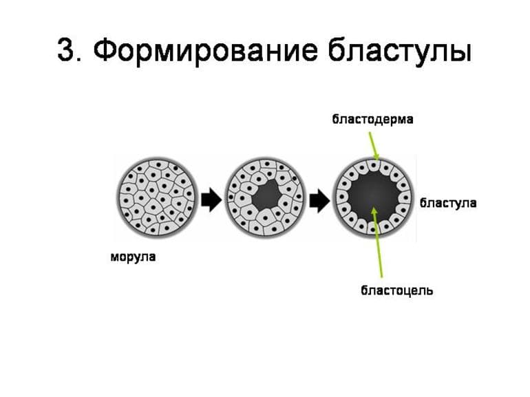 Эмбриогенез — характеристика основных стадий и периодов