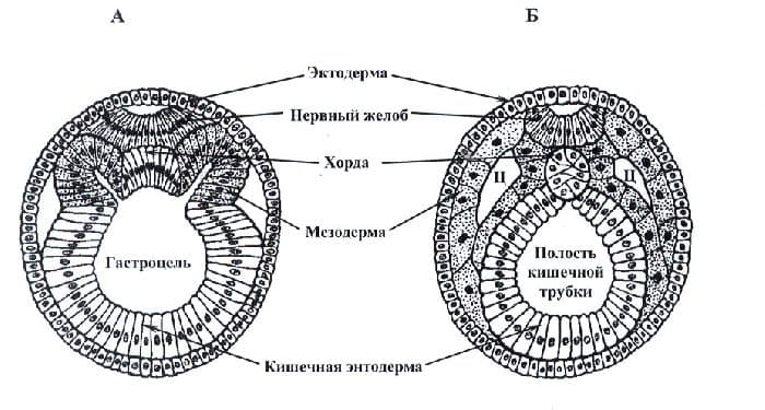 Эмбриональный период развития – чем заканчивается, критические периоды и этапы