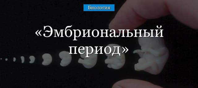 Эмбриональный период развития – чем заканчивается, критические периоды и этапы