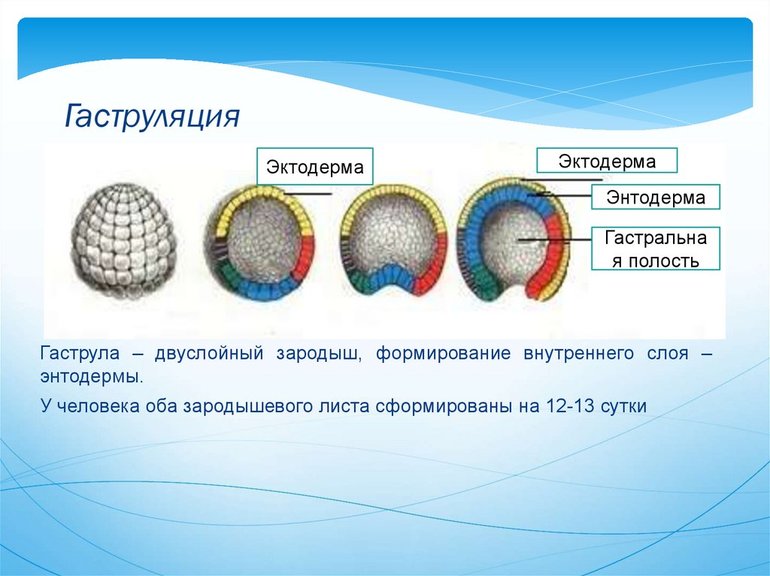 Эмбриональный период развития — характеристика основных стадий и этапов