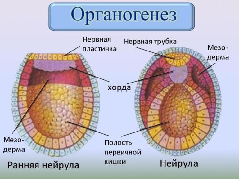 Эмбриональный период развития — характеристика основных стадий и этапов