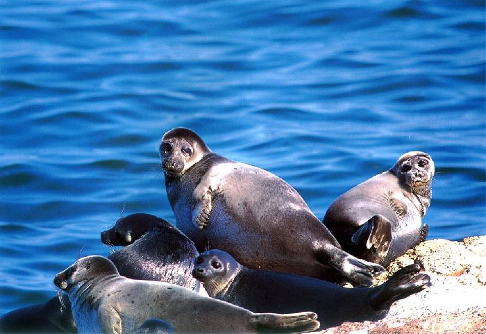 Эндемики &ndash; что это, описание видов, примеры&nbsp;организмов кратко (биология)