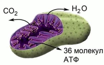 Энергетический обмен &mdash; последовательность и описание этапов