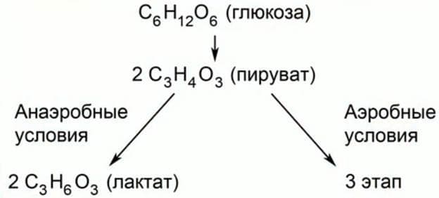 Энергетический обмен &mdash; последовательность и описание этапов