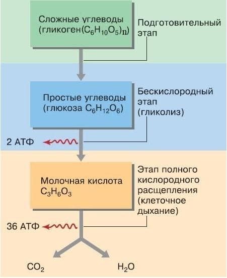 Энергетический обмен &mdash; последовательность и описание этапов