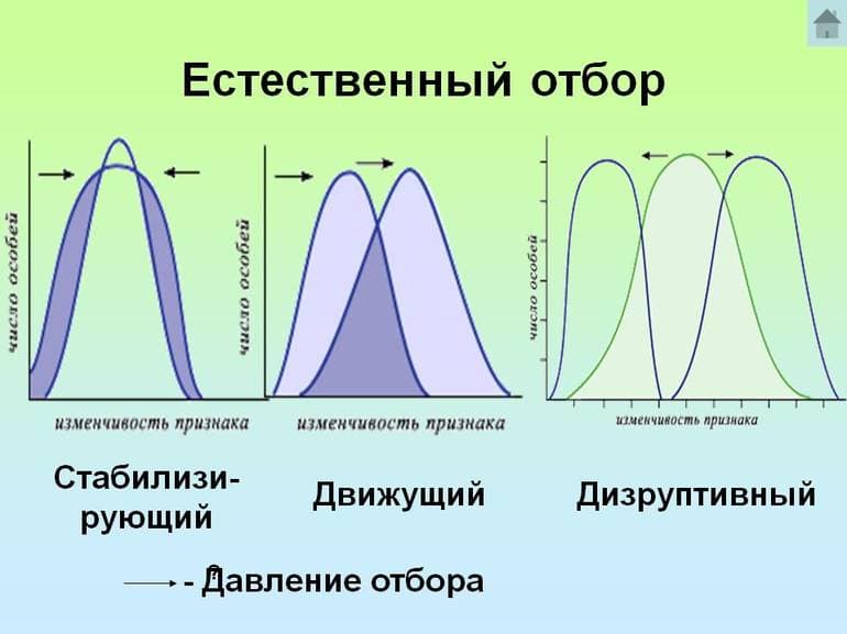 Естественный отбор &mdash; основные формы, примеры, результаты