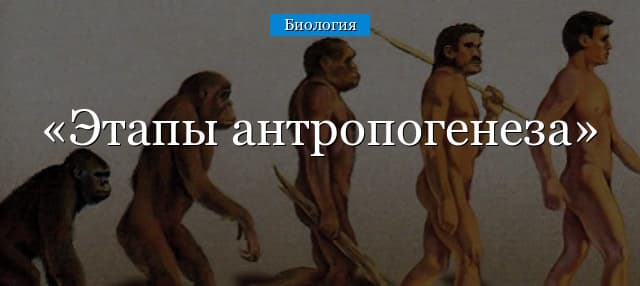 Этапы антропогенеза – основные в таблице (9 класс, биология)