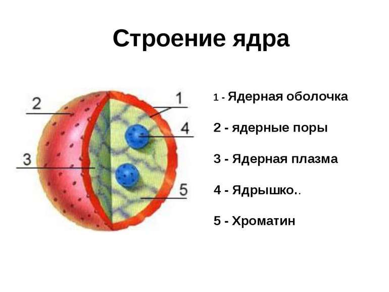 Эукариотическая клетка — строение, функции и признаки