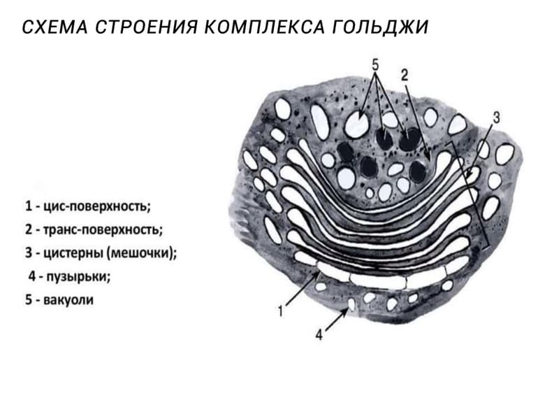 Эукариотическая клетка — строение, функции и признаки