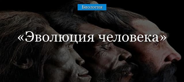 Эволюция человека – этапы в таблице (9 класс, биология)