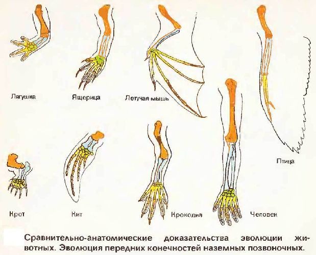 Эволюция &ndash; что такое в биологии, определение биологической истории и процесс кратко (9 класс, биология)