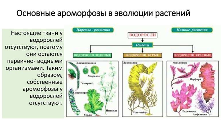 Эволюция животных &mdash; основные этапы развития животного мира