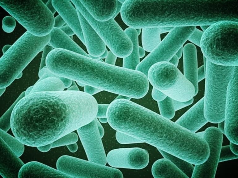 Эволюция животных &mdash; основные этапы развития животного мира