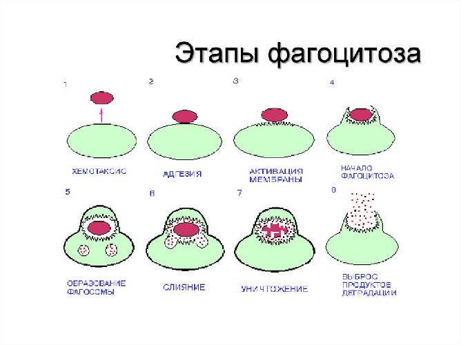 Фагоцитоз &ndash; что такое, определение, процесс, стадии и примеры кратко (8 класс, биология)