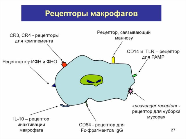 Фагоцитоз &ndash; что такое, определение, процесс, стадии и примеры кратко (8 класс, биология)