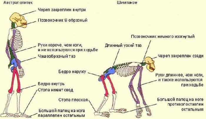 Факторы антропогенеза – биологические и социальные движущие силы