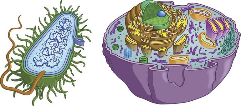 Фазы митоза &mdash; определение, стадии и особенности