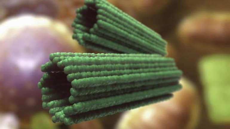 Фазы митоза &mdash; определение, стадии и особенности