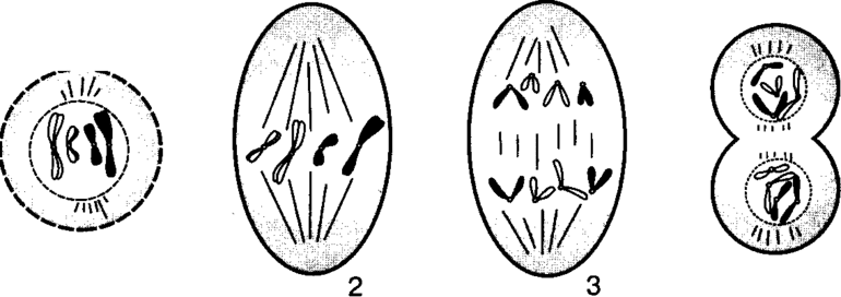 Фазы митоза &mdash; определение, стадии и особенности