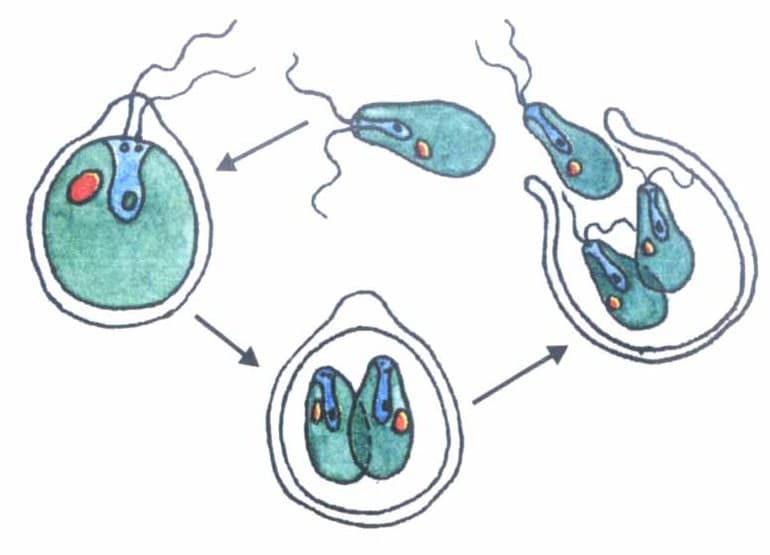 Фазы митоза &mdash; определение, стадии и особенности