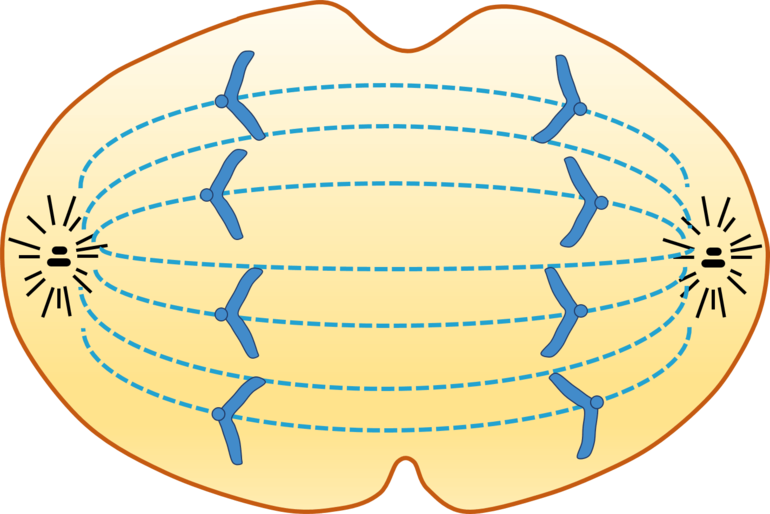 Фазы митоза &mdash; определение, стадии и особенности