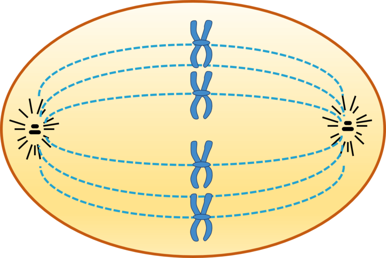 Фазы митоза &mdash; определение, стадии и особенности