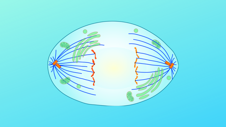 Фазы митоза &mdash; определение, стадии и особенности