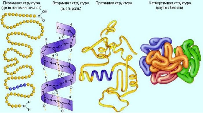 Функции белков в организме – биологические, каталитиеские, транспортные