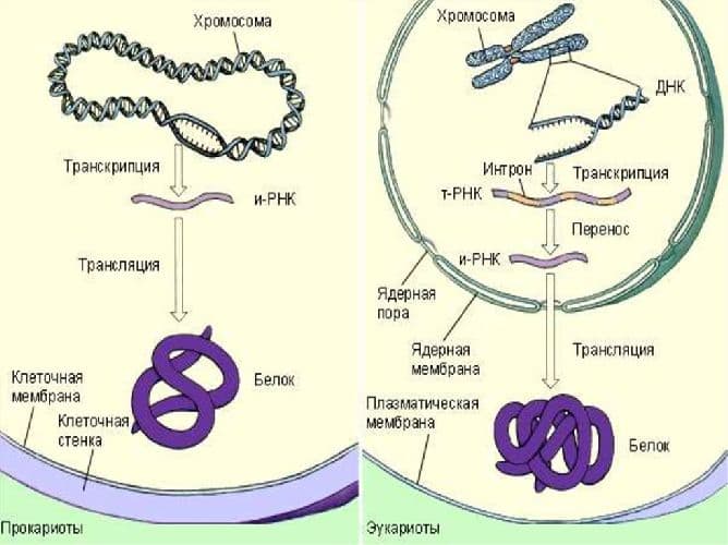 Функции белков в организме – биологические, каталитиеские, транспортные