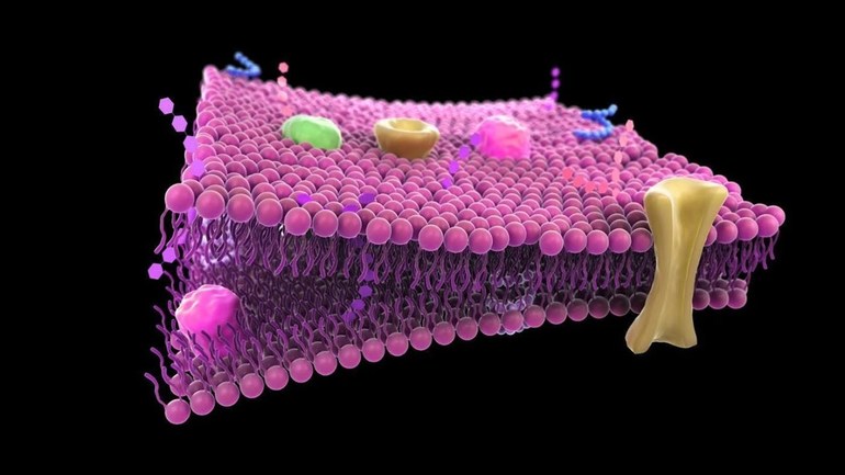 Функции клеточной мембраны — характеристика, свойства и строение