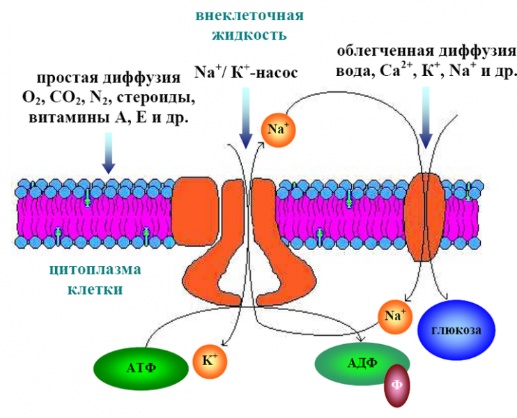 Функции клеточной мембраны — характеристика, свойства и строение