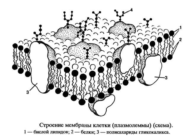 Функции липидов в клетке – список общих в таблице (биология, 9 класс)