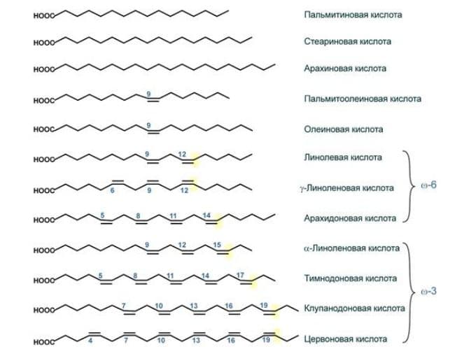 Функции липидов в клетке – список общих в таблице (биология, 9 класс)