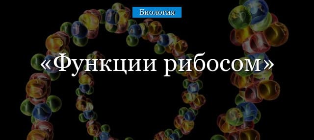 Функции рибосом в клетке – биосинтез белка как основная функция
